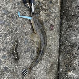 マゴチ