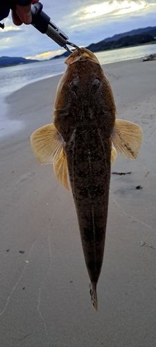 マゴチの釣果