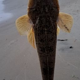 マゴチ