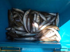 キスの釣果