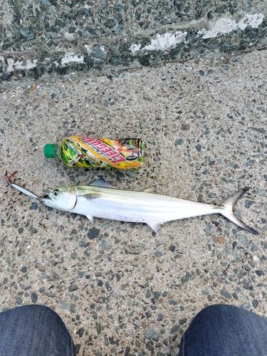 サゴシの釣果