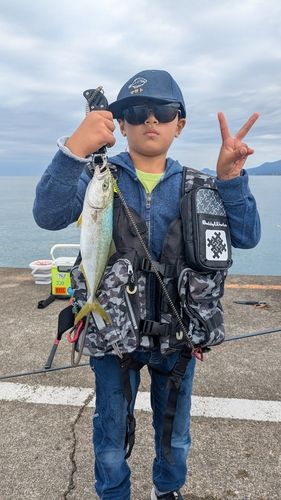 ワカシの釣果