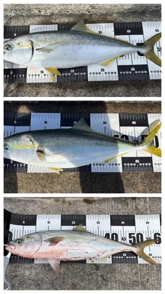 イナダの釣果