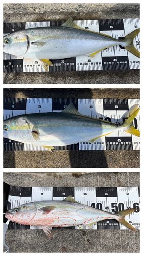イナダの釣果