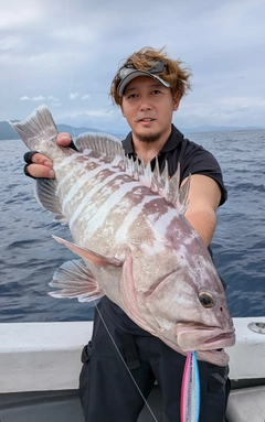 マハタの釣果