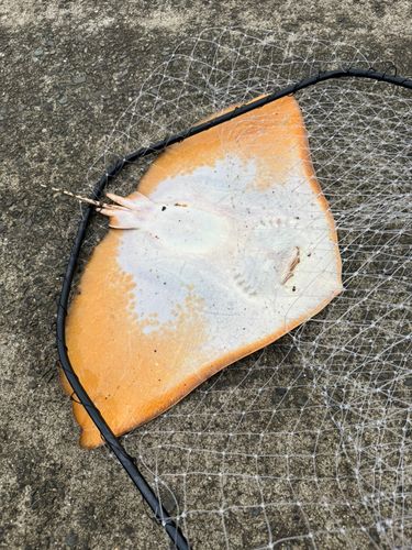 ツバクロエイの釣果