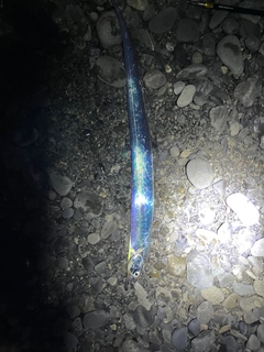 タチウオの釣果