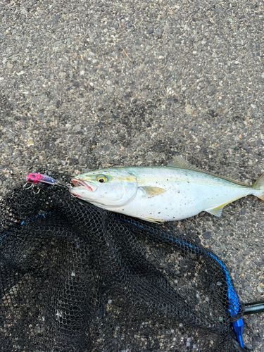 ヒラマサの釣果