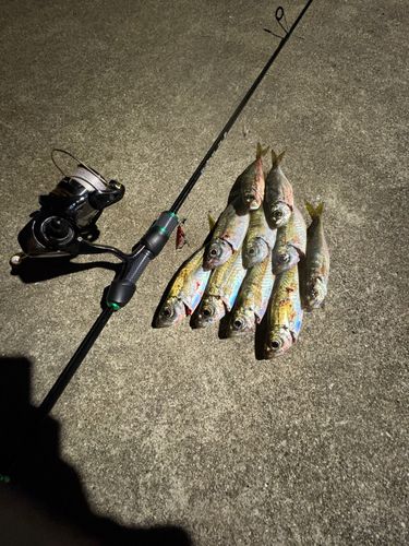 アジの釣果