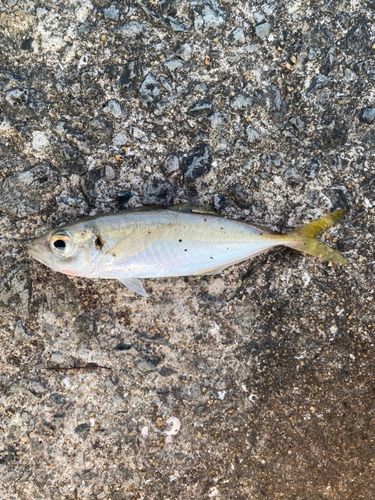 マアジの釣果