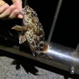 カサゴ