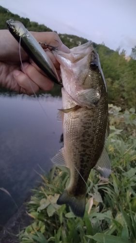 ブラックバスの釣果