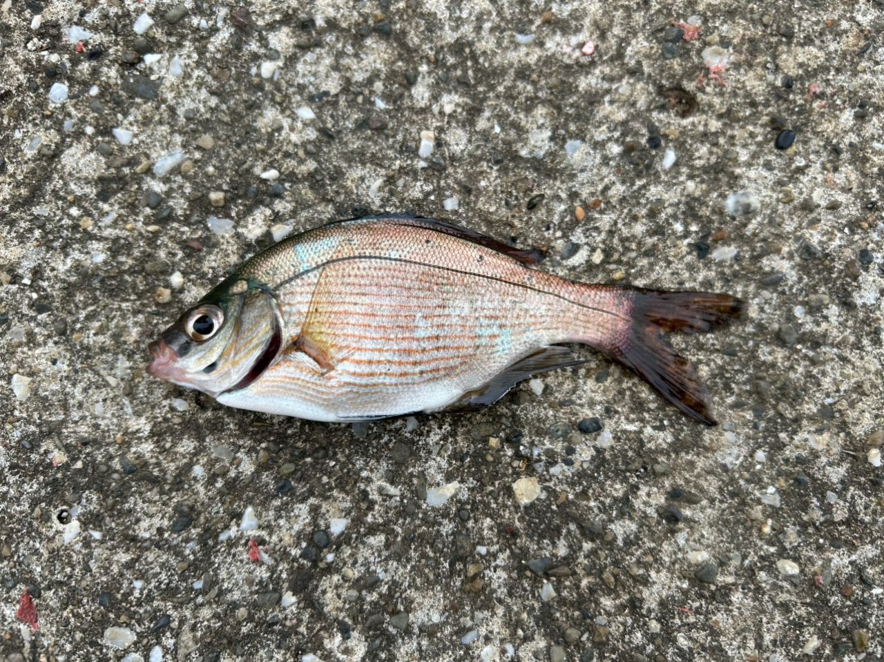 ウミタナゴ