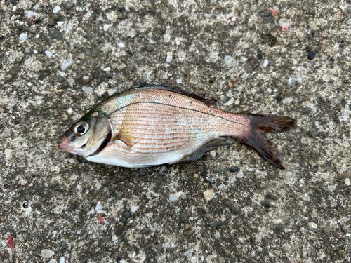 ウミタナゴの釣果