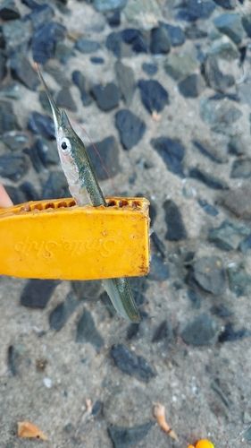 サヨリの釣果
