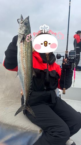 サゴシの釣果