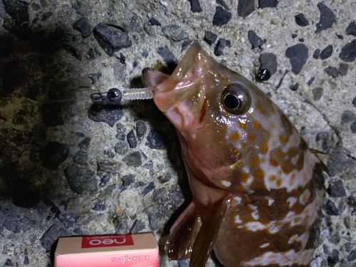 キジハタの釣果