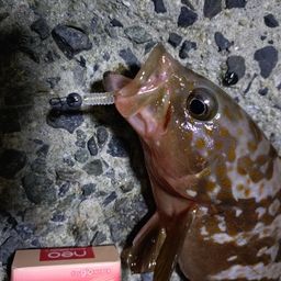 キジハタ