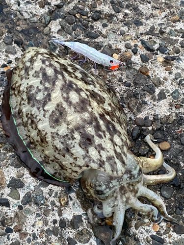 モンゴウイカの釣果