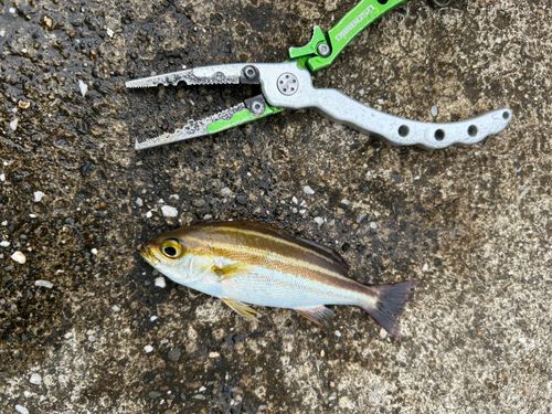 イサキの釣果