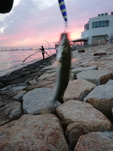 マサバの釣果