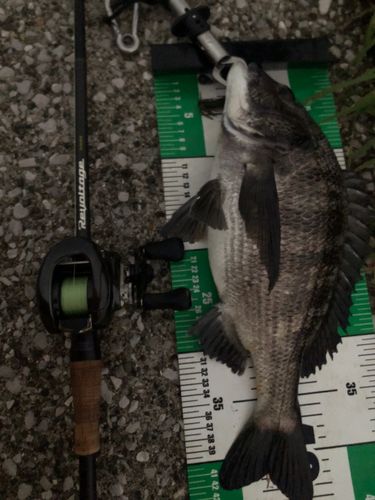 クロダイの釣果