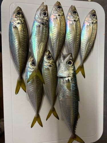 江尻埠頭
