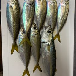 アジ