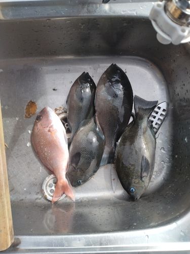 グレの釣果