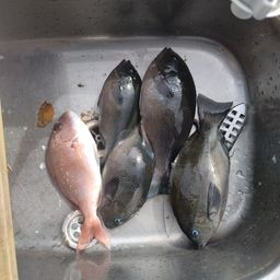 グレ