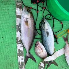 シオの釣果