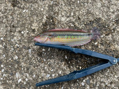 キュウセンの釣果