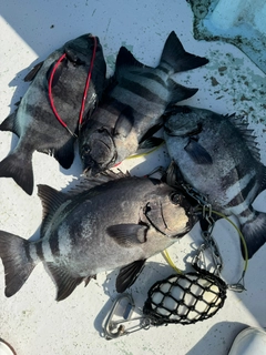 イシダイの釣果
