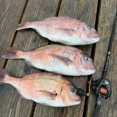 マダイの釣果