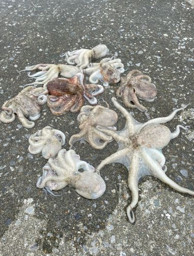 マダコの釣果