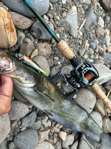 ニホンナマズの釣果