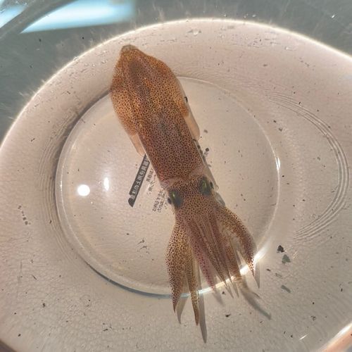 マメイカの釣果