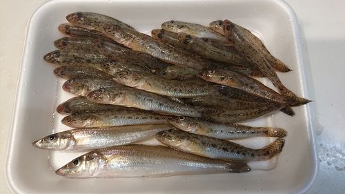 ハゼの釣果