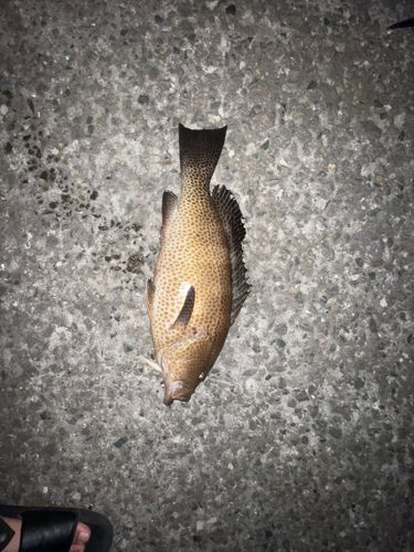 錦江湾