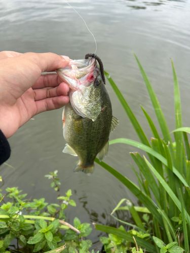 BRGD POND