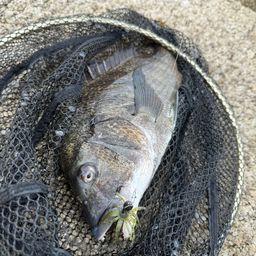 クロダイ