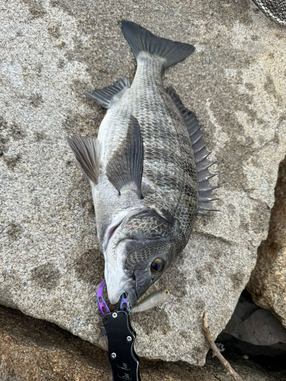 SHIMANO 23ヴァンキッシュ C2500SXGの最安値・インプレ・釣果