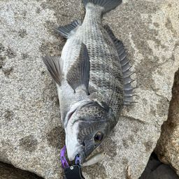 クロダイ