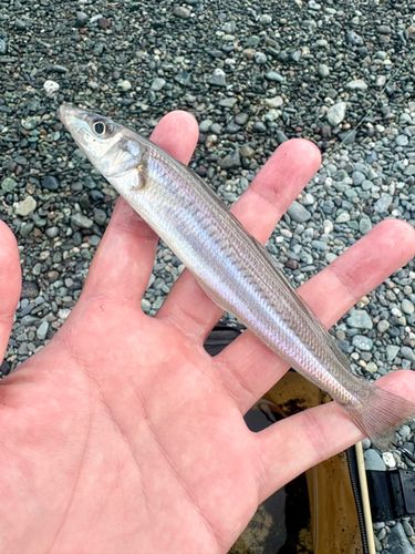 コバンアジの釣果