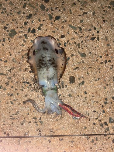 アオリイカの釣果