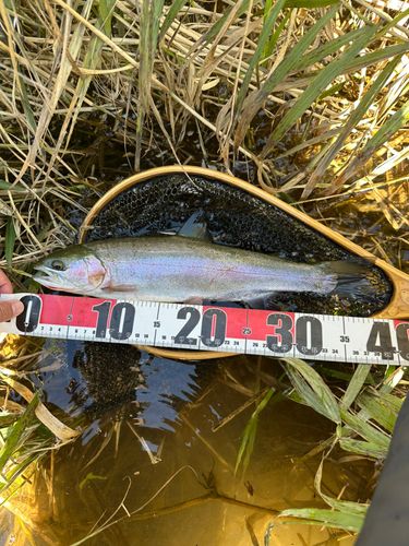 ホウライマスの釣果