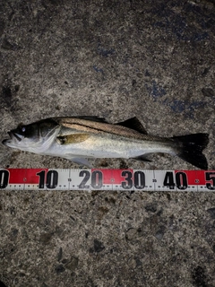 セイゴ（マルスズキ）の釣果
