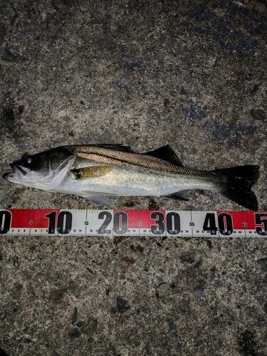 セイゴ（マルスズキ）の釣果