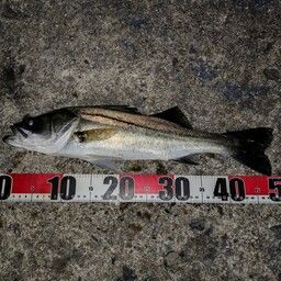 セイゴ(マルスズキ)