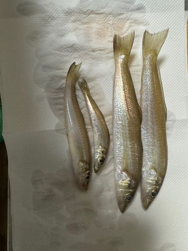 シロギスの釣果